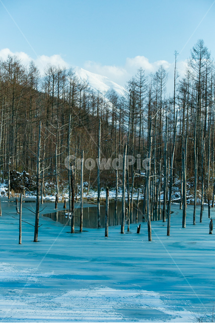 자연,겨울,호수,겨울호수,나무,겨울,계절,winter,season,자연,풍경,nature,landscape,해외,외국,세계,foreign,oversea,world,세계자연풍경,해외자연풍경,외국자연풍경,world nature landscape,tree,plant,식물,outdoors,옥외
