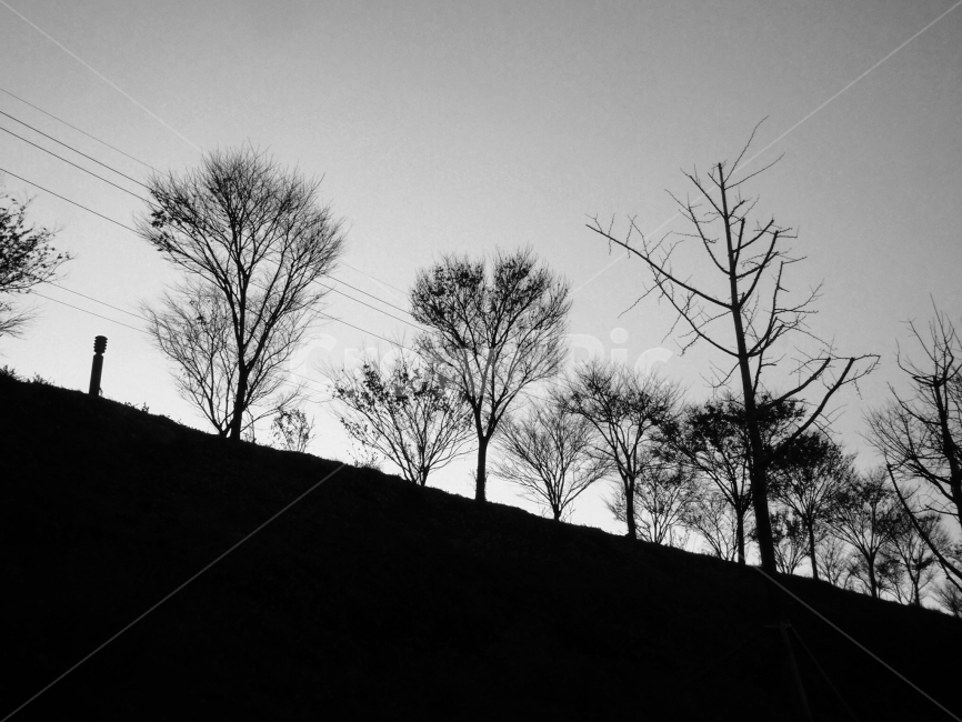 흑백,흑백사진,나무,길,가로수,겨울,감성사진,자연,풍경,nature,landscape,흑백,모노톤,monochrome,black and white,plant,식물,tree,silhouette,실루엣