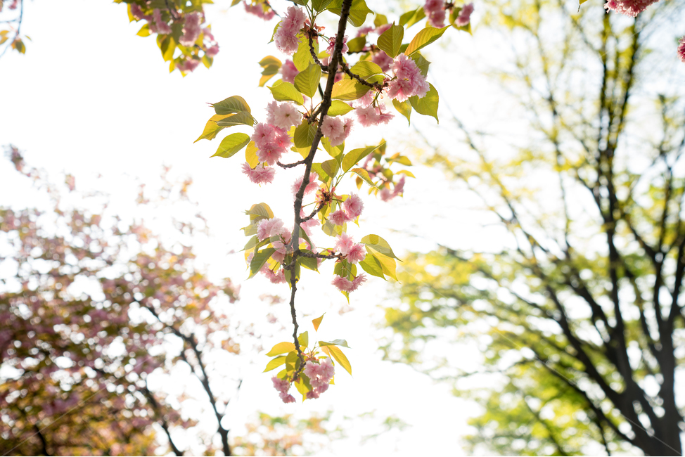 나들이,겹벚꽃,분홍색,공원,월드컵공원,매직아워,꽃,flower,햇살,봄,계절,spring,season,식물,자연,plants,nature,꽃,flower,휴식,힐링,rest,relaxation,healing,plant,leaf,잎