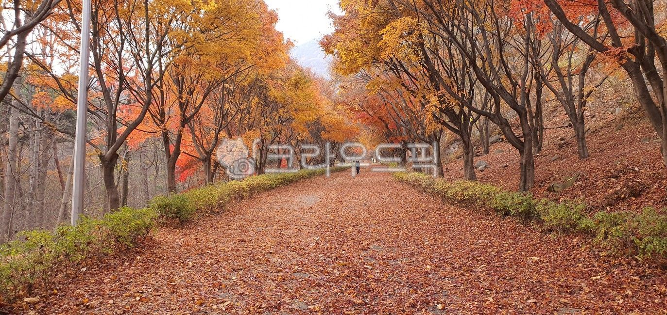낙엽,단풍,가을,독립기념관,fallenleaves,tree,나무,외로움,갈색