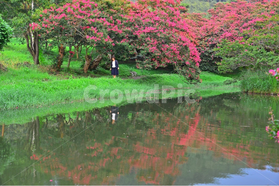 human,인간,person,사람,dress,드레스,clothing,의류,apparel,의복,outdoors,옥외,water,물,nature,자연,담양,명옥헌원림,명혹헌배롱나무,배롱나무,유적지,문화재