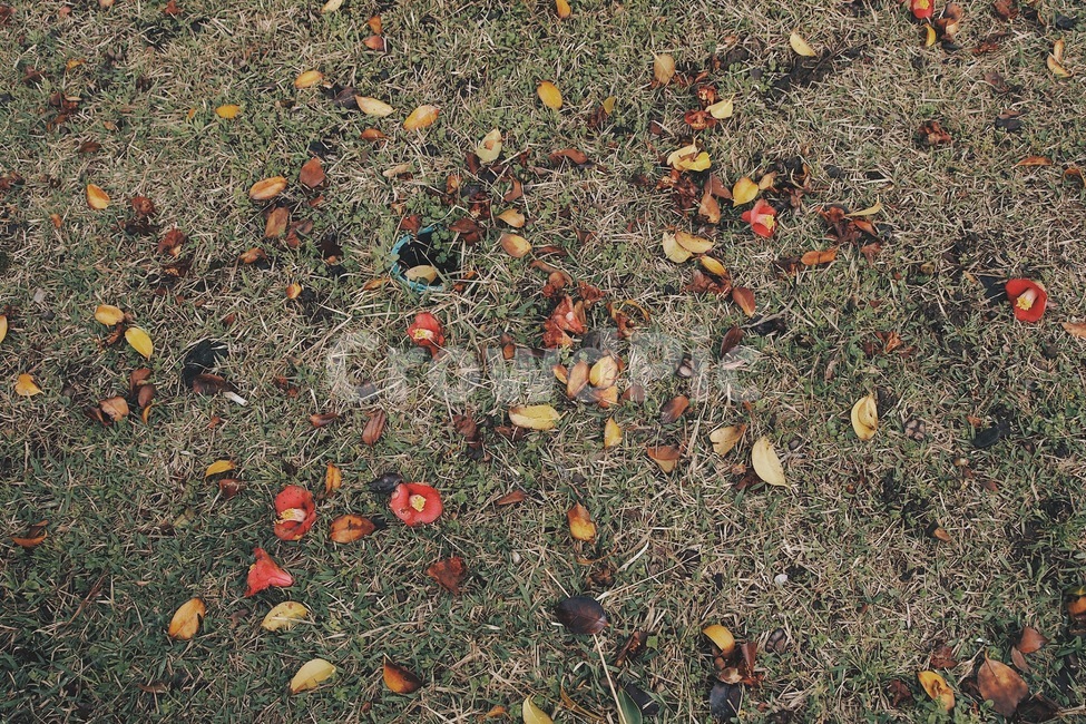 꽃,낙엽,자연,풍경,풀,감성,가을,계절,fall,autumn,season,ground,바닥,dirt road,흙길,gravel,자갈,road,도로