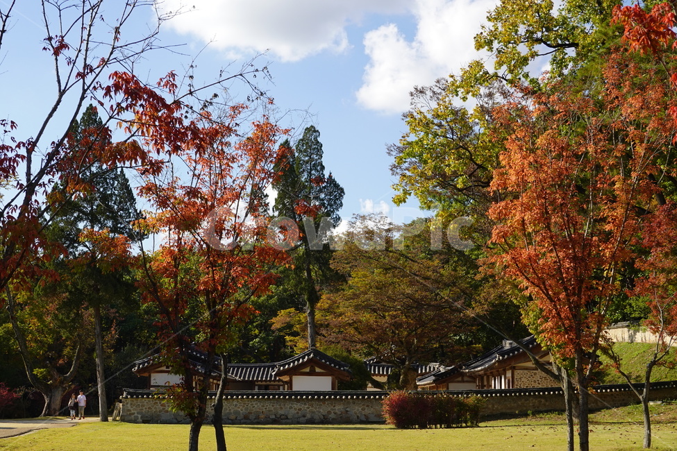 가을,풍경,전통가옥,영능,하늘,가을,계절,fall,autumn,season,tree,나무,plant,식물