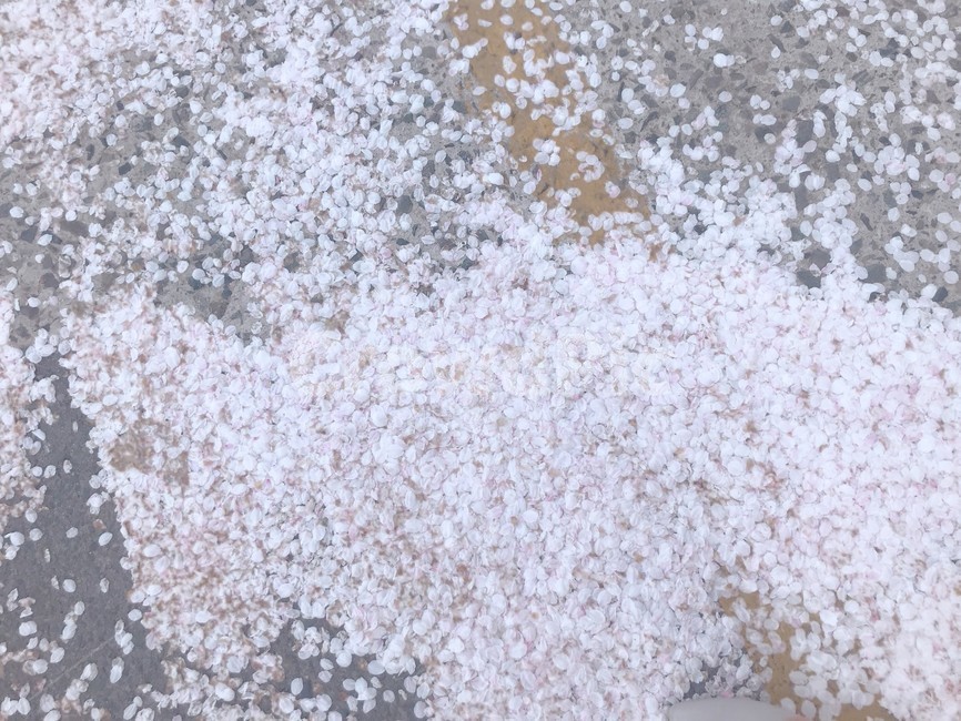 꽃,flower,cherryblossom,벚꽃,꽃잎,도로,식물,자연,plants,nature,꽃,flower
