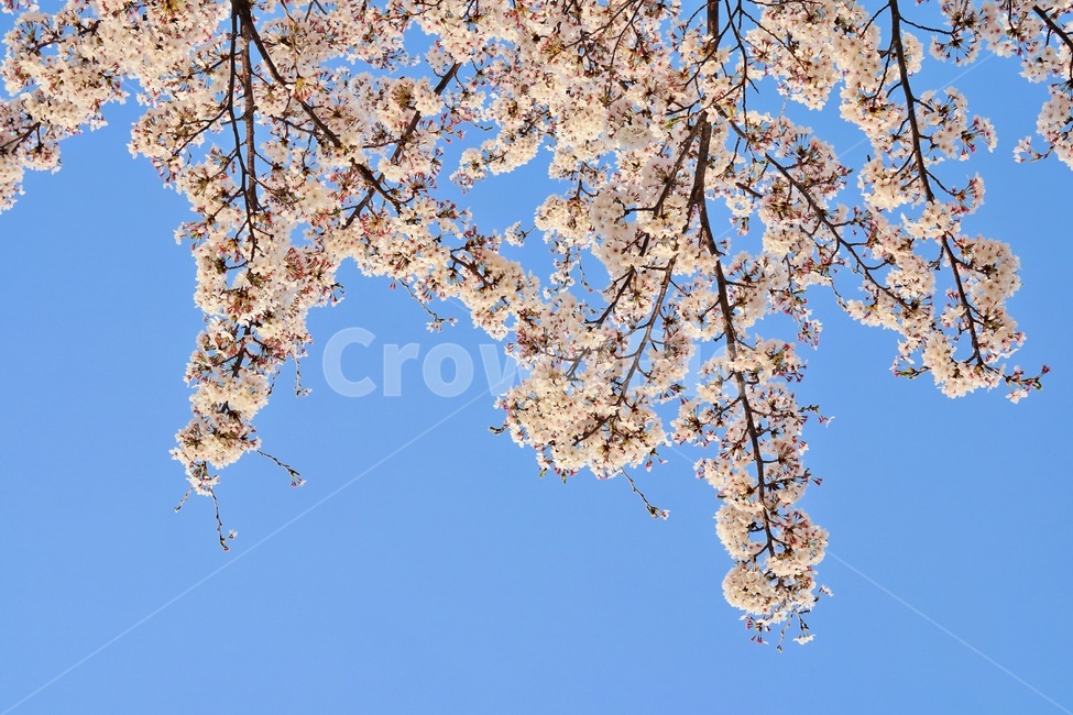 벚꽃,봄,꽃놀이,봄풍경,감성,하늘,봄꽃,blossom,cherryblossom,flower,식물,자연,plants,nature,꽃,flower