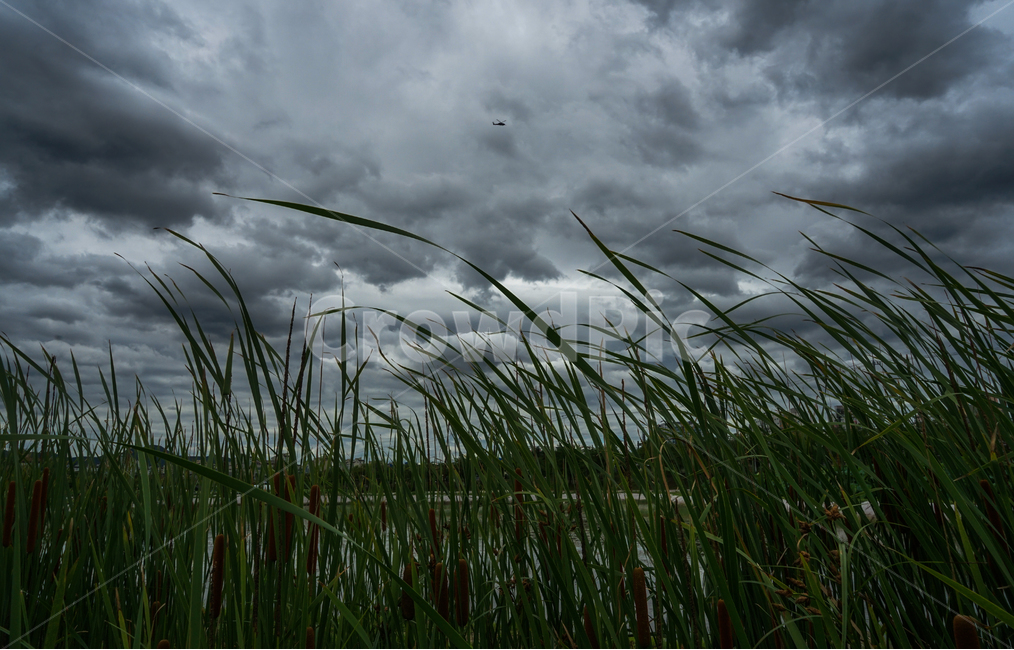하늘,구름,부들,자연,야생,풍경,자연,풍경,nature,landscape,grass,잔디,plant,식물,weather,날씨,lawn