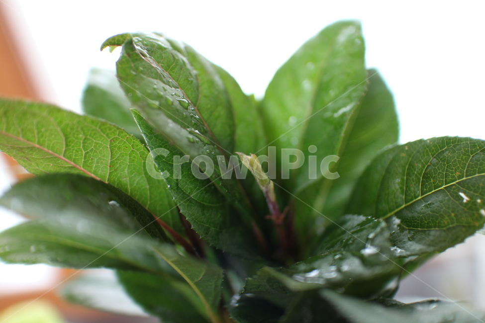 식물,plant,새싹,초록,새순
