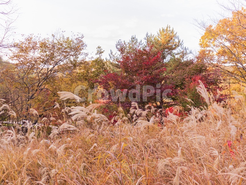 자연,가을,억새,plant,식물,가을,계절,fall,autumn,season,식물,자연,plants,nature,tree,나무,grass,잔디