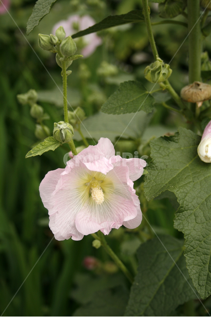 접시꽃,식물,flower,plants,nature,꽃,꽃봉오리,식물,자연,plants,nature,꽃,flower