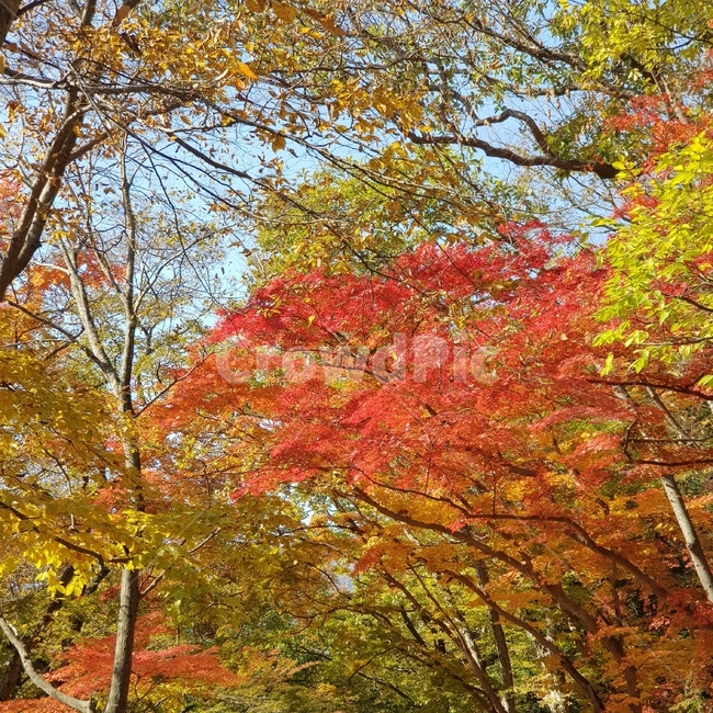가을,단풍,단풍나무,가을나무,가을숲,숲,산,풍경,자연,절경,가을산,가을,계절,fall,autumn,season,tree,나무,plant,식물,maple,leaf,잎