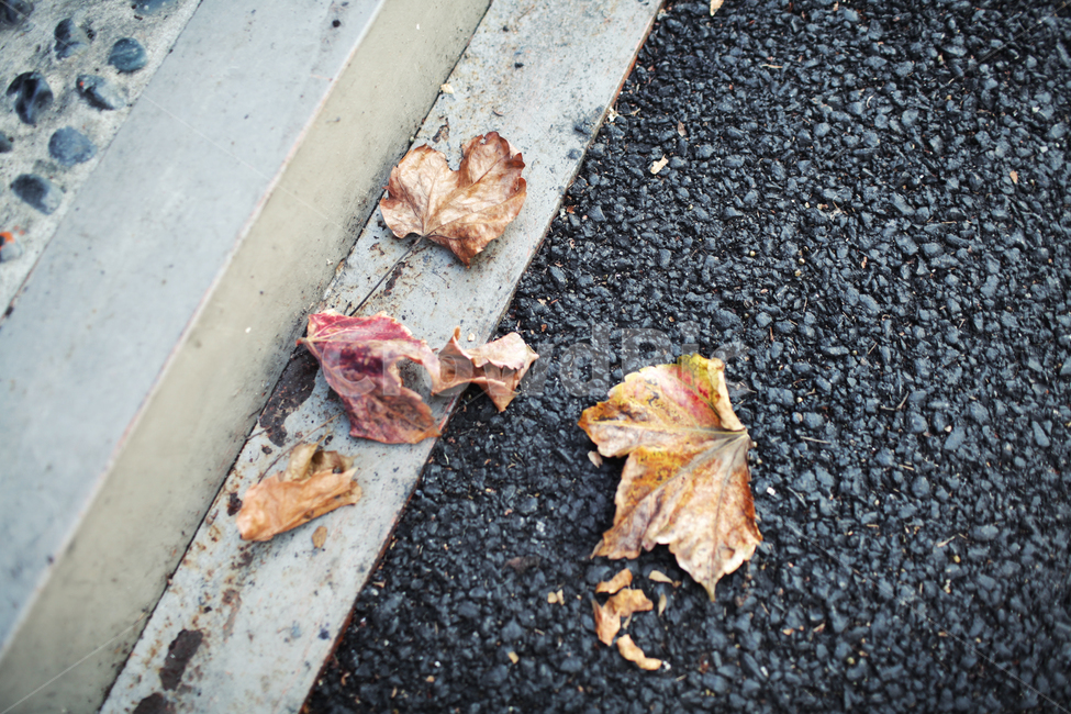 아스팔트,asphalt,낙엽,가을,식물