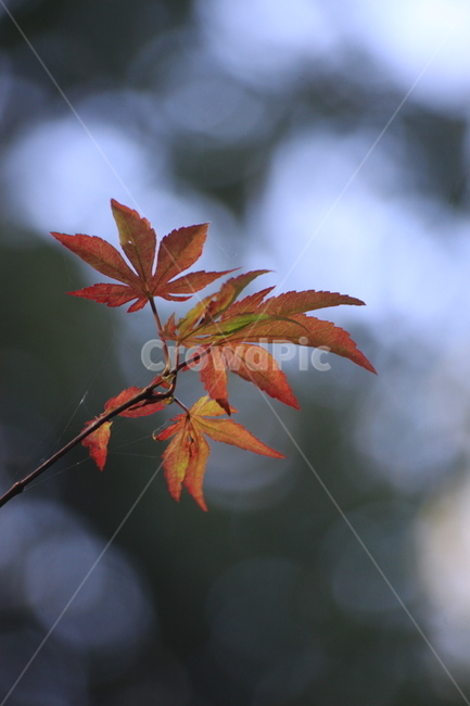 단풍잎,단풍,나무가지,잎,식물,tree,나무,plant,leaf,가을,계절,fall,autumn,season