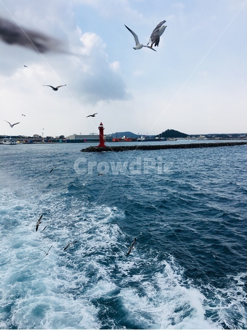 animal,동물,bird,새,adventure,모험,leisureactivities,레저활동,architecture,건축물,등대,lighthouse,바다,sea,하늘,sky,갈매기,seagull,ocean