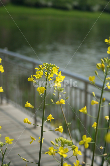 유채꽃,봄,봄날,봄풍경,감성,spring,flower,공원,풍경,식물,새싹,잎,초록,꽃,노란색,봄,계절,spring,season,식물,자연,plants,nature,꽃,flower,plant,blossom