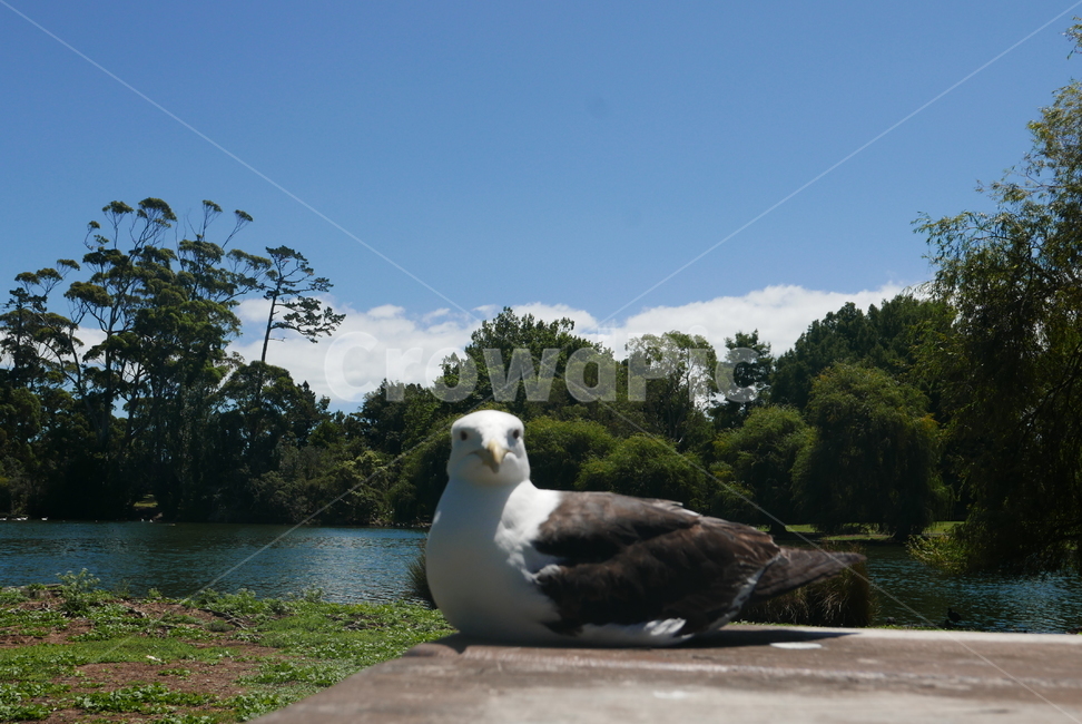 새,자연,동물,공원,피크닉,응시,아이컨택,해외,호수,연못,동물,animal,조류,새,birds