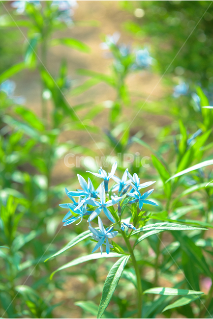 식물,꽃,야생화,들꽃,자연,flower,정원,gardening,nature,식물,자연,plants,nature,꽃,flower,감성,sensible,feeling,휴식,힐링,rest,relaxation,healing,색깔,색상,색채,색감,color sense,color sensitivity,feeling of color