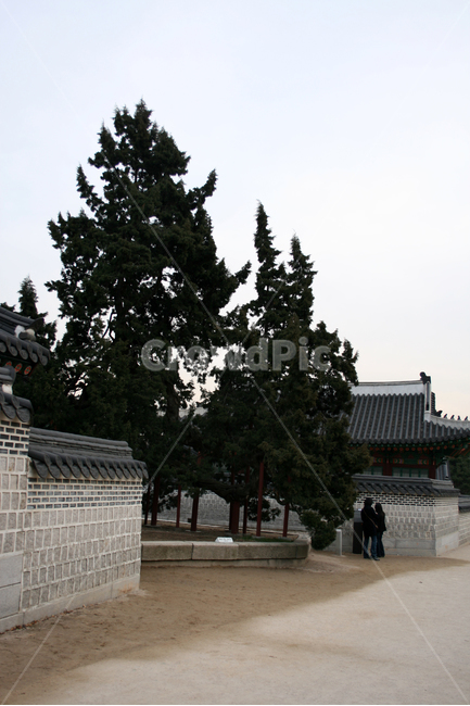 창덕궁,향나무,나무,궁궐,전통,한국,한국전통,한국문화,korean traditional,korean culture,랜드마크,landmark,tourist attraction,한국랜드마크,한국관광지,한국명소,korea landmark,korea tourist attraction