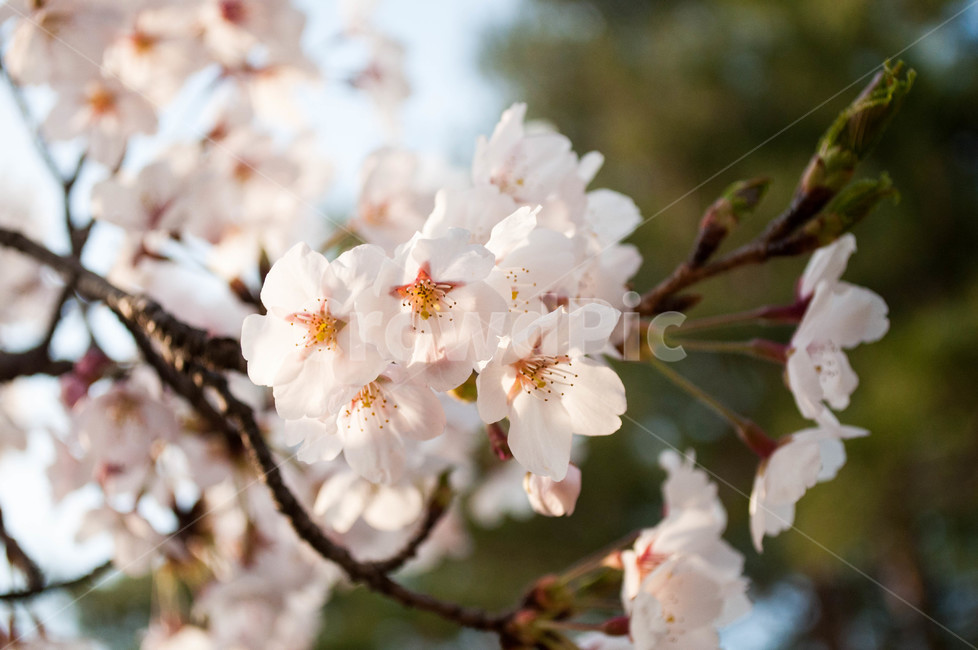 꽃,식물,벚꽃,자연,flower,blossom,봄,계절,spring,season,식물,자연,plants,nature,꽃,flower,plant