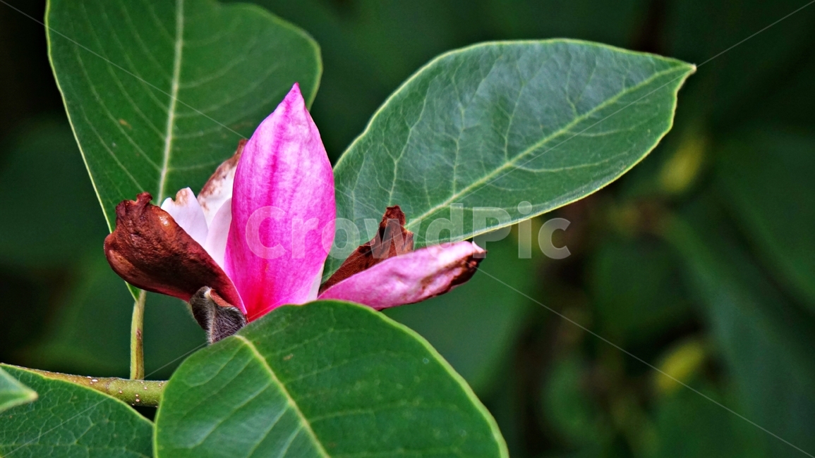 flower,plant,nature,동백,동백꽃,식물,자연,plants,nature,꽃,flower