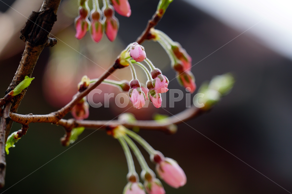 벚꽃,봄꽃,한국자연,꽃,꽃사진,플라워,flower,봄,spring,식물,plants,자연,nature,풍경,landscape,계절,season,snap,스냅,접사,macro,closeup,클로즈업,감성사진,감성,힐링,healing,느낌,feel,feeling,꽃밭,화단,나무,나뭇가지,tree,꽃봉오리,4월,April,한옥,사찰,절,봄,계절,spring,season,식물,자연,plants,nature,꽃,flower,plant,blossom