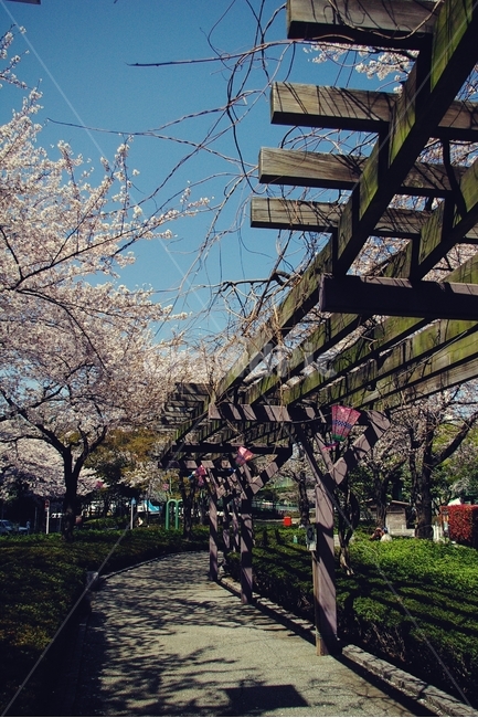 벚꽃,벚나무,cherryblossom,cherry,봄,spring,white,화이트,꽃,flower,봄,계절,spring,season,porch,현관