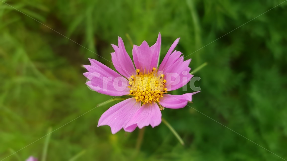 자연,식물,꽃,pollen,화분,plant,클로즈업,nature,flower,plants,꽃잎,petal,감성