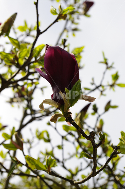 자목련,꽃,봄,봄날,봄풍경,봄꽃,감성,spring,flower,봄길,산책,봄나들이,식물,자주빛,봄,계절,spring,season,식물,자연,plants,nature,꽃,flower,plant,blossom