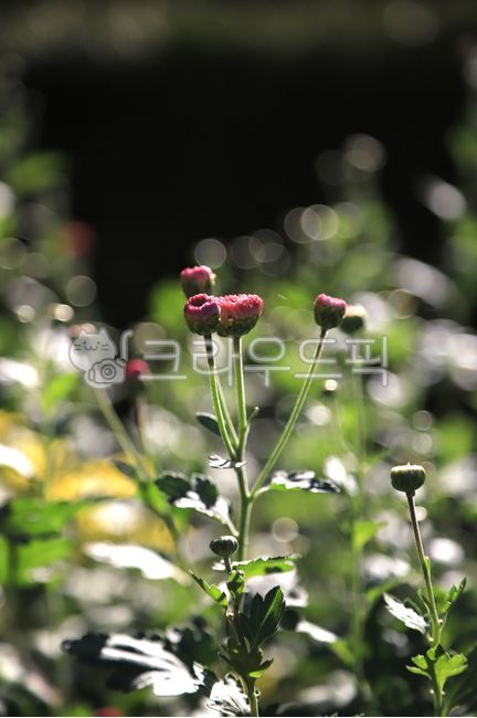 autumn background,plant,bokeh,purple,fall flowers,flower