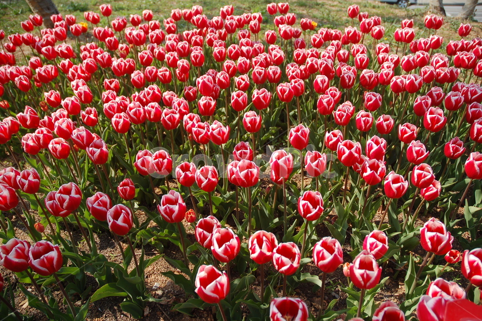 봄,꽃,튤립,예쁜꼿,flower,식물,자연,plants,nature,꽃,flower