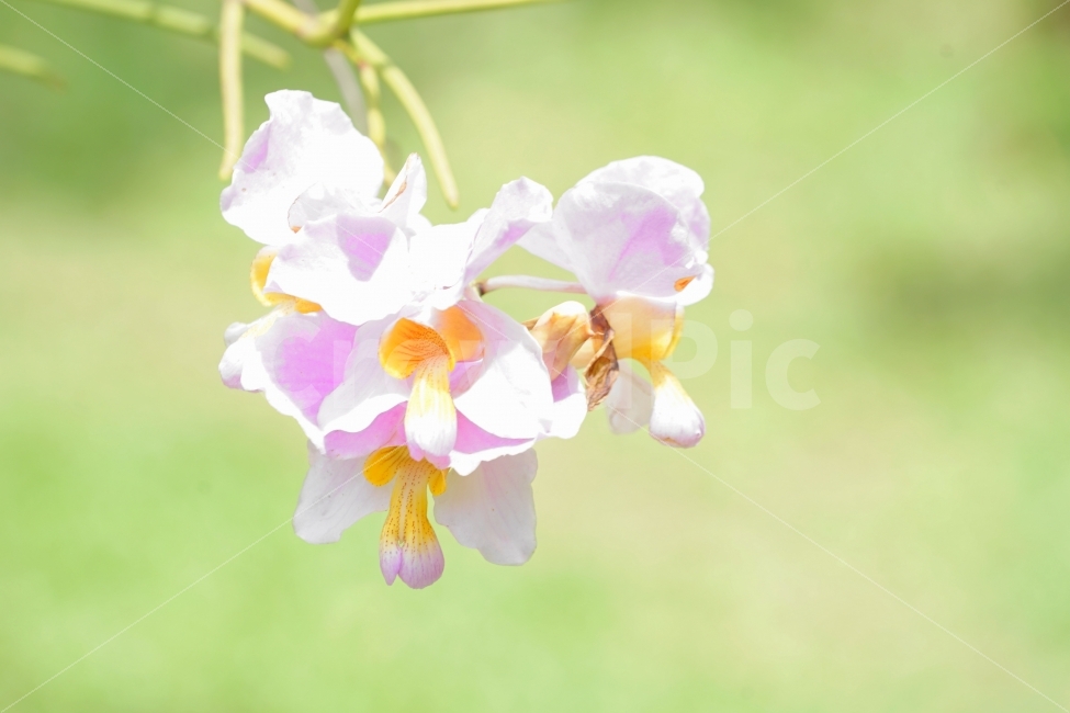 서양난,꽃,식물원,왈링왈링,피지,식물,자연,plants,nature,꽃,flower