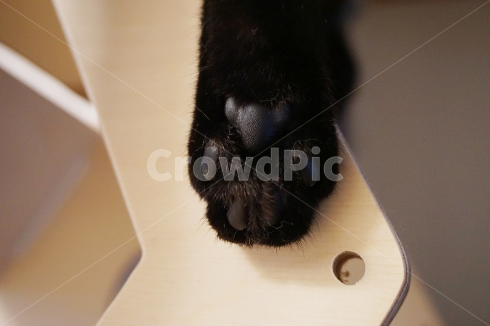 동물,고양이,냐옹이,코숏,발바닥,코리안숏헤어,동물,animal,포유류,mammal,고양이,cat,kitten,kitty