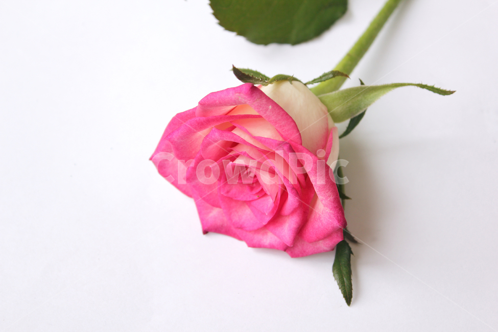 꽃,장미,장미꽃,핑크,생화,rose,flower,pink,신선한,green,leaf,leaves,녹색,그린,잎,나뭇잎,장미잎,탑앵글,식물,사랑,로맨스,love,romantic,플라워,흰배경,꽃,flower,누끼,remove background