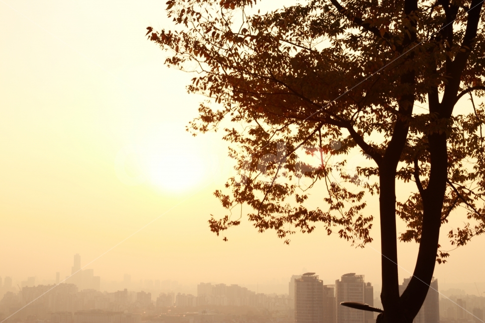 단풍나무,남산풍경,나무,따스함,낙엽,도시,풍경,city,landscape,한국도시풍경,한국도시경관,korea cityscape,식물,자연,plants,nature,나무,trees,wood