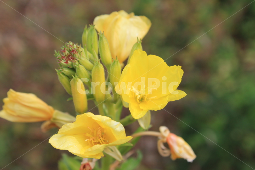 꽃,노란꽃,식물,향기,flower,자연,봄,여름,가을,공원,화단,화분,플라워,노란색,garden,floral,botany,blooming,식물,자연,plants,nature,꽃,flower