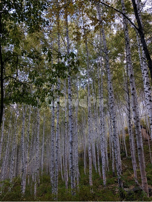 나무,자작나무,햇살,따뜻함,풍경,숲,감성,고요,tree,sunlight,scene,warm
