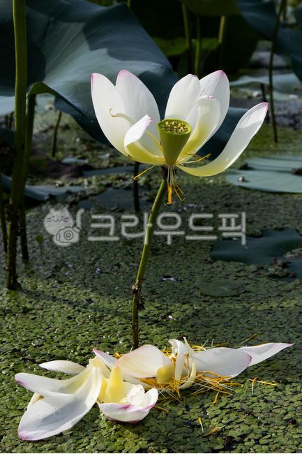 연꽃,꽃잎,여름꽃,연못,습지,초록잎,한국여름,식물,수생식물,관곡지,연잎,백련,진흙,lotus,petals,summerflowers,pond,wetlands,greenleaves,koreansummer,flowerimages,plants,aquaticplants,gwanokji,lotusleaves,whitelotus,mud