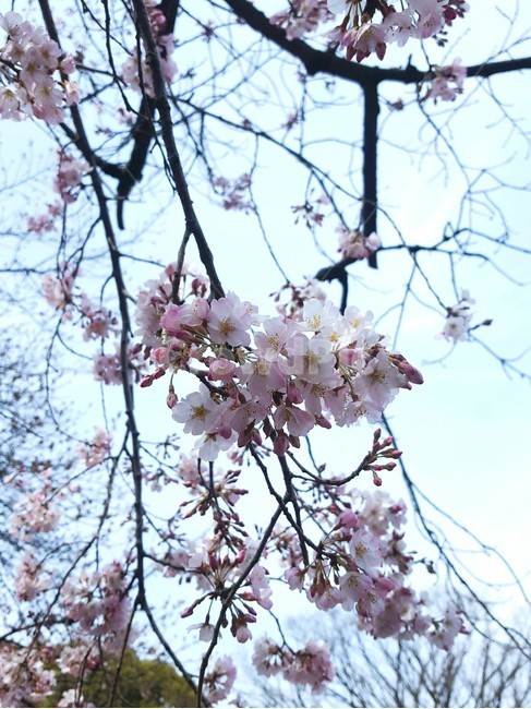 벚꽃,벚나무,cherryblossom,sakura,flower,꽃,봄,일본국화