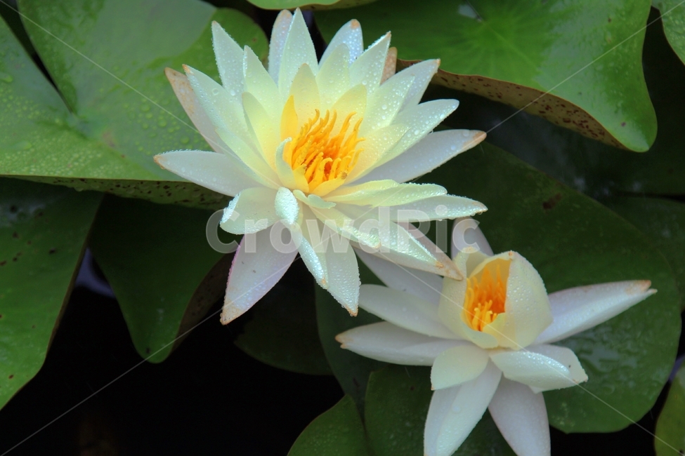 연꽃,비,녹색,빨강,인연,우아,영원회귀,식물,자연,plants,nature,꽃,flower