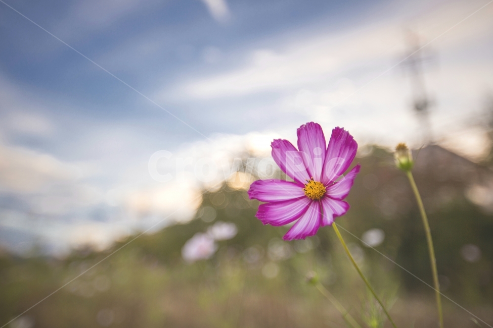 가을,하늘,코스모스,꽃,구름,여행,혼자,홀로,외로움,감성,산책,고독,fall,autumn,sky,cosmos,flower,clouds,travel,trip,traveler,alone,lonely,emotion,sentimental,walking,suburbs,quiet,가을,계절,fall,autumn,season,식물,자연,plants,nature,꽃,flower,감성,sensible,feeling,plant,blossom,petal,꽃잎