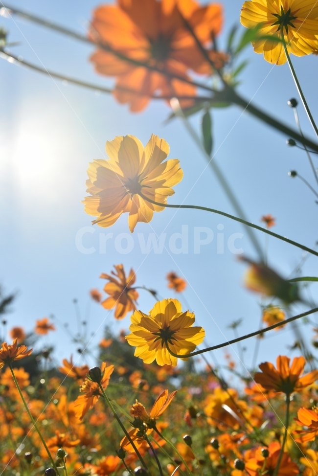 Nikon,D750,Artis,황화코스모스,올림픽공원,노랑,코스모스,가을,계절,fall,autumn,season,식물,자연,plants,nature,꽃,flower,휴식,힐링,rest,relaxation,healing,감성,sensible,feeling,색깔,색상,색채,색감,color sense,color sensitivity,feeling of color,plant,blossom,petal,꽃잎,bird,새,animal,동물