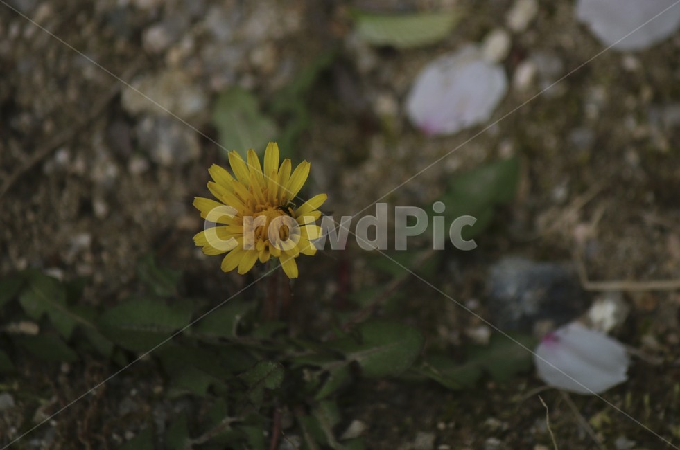plant,식물,leaf,잎,spring,봄,yellow,노란,flower,blossom,꽃,yellowflower,노란꽃,민들레