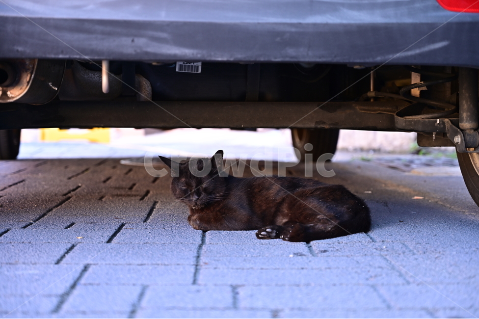 고양이,길고양이,도로,cat,streetcat,road,동물,animal,포유류,mammal,고양이,cat,kitten,kitty