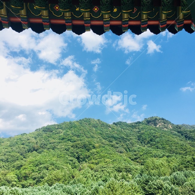 자연,치악산,푸른,맑은하늘,공기좋음,자연,풍경,nature,landscape,vegetation,초목,plant,식물,rainforest,열대 우림,tree,나무,outdoors,옥외,land,땅