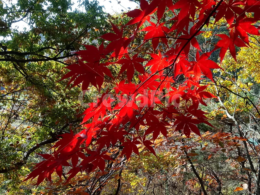 낙엽,단풍,落葉,leaves,나뭇잎,단풍나무,식물,maple,낙엽활엽관목,잎,계절,가을,자연,풍경,outdoors,옥외,fallautumnseason,naturelandscape,풍경사진,가을,계절,fall,autumn,season,plant,leaf,tree,나무