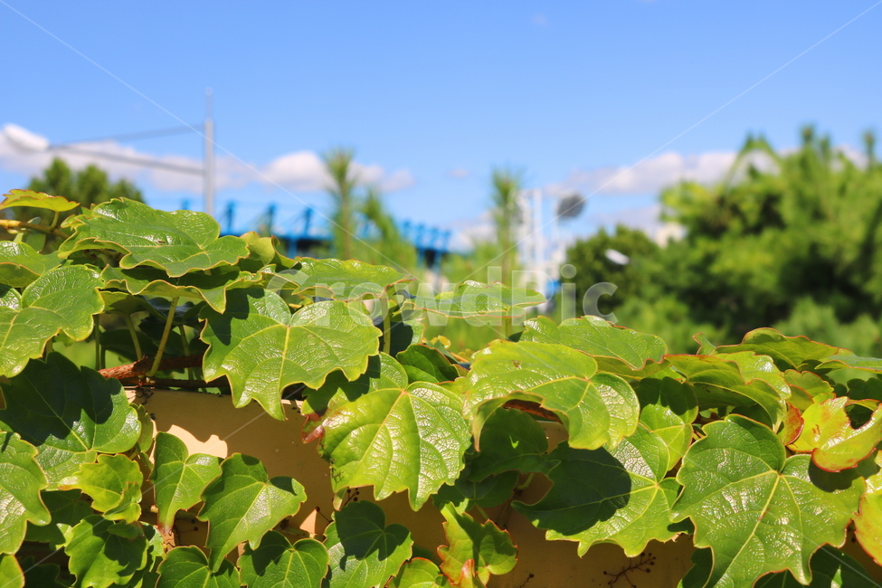 담쟁이덩굴,덩굴,식물,포도과,나무,자연,풍경,넝쿨,담쟁이,식물,자연,plants,nature