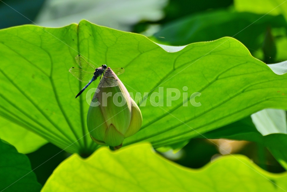 plant,식물,blossom,flower,꽃,연꽃,자연,불교,백연,연잎,백연꽃,연봉우리,잠자리,식물,자연,plants,nature