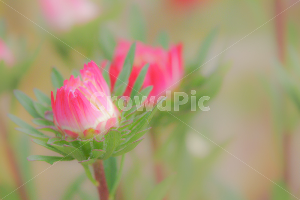 꽃,봄,과꽃,감성,붉은색,식물,자연,plants,nature,꽃,flower