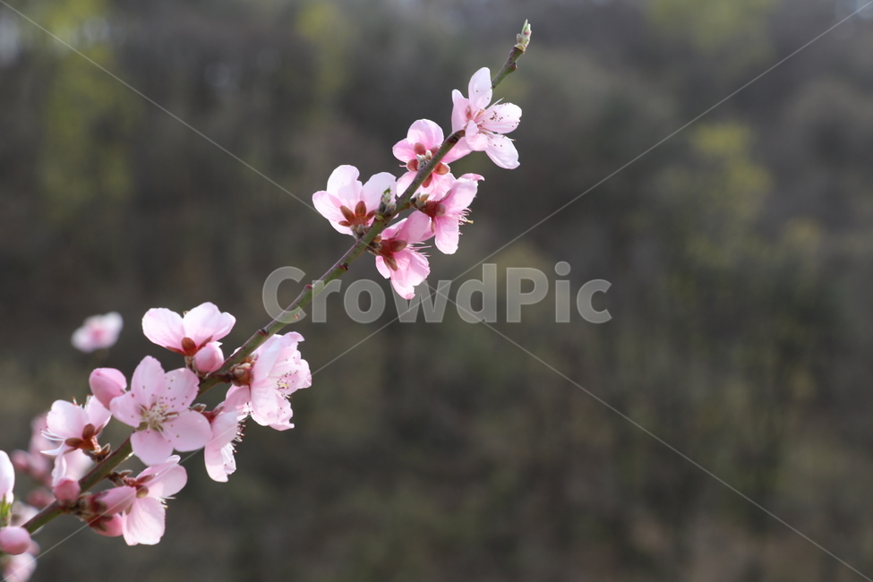 복사꽃,복숭아꽃,도화,꽃,복숭아,식물,자연,plants,nature,꽃,flower