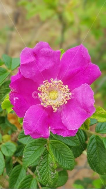 plant,식물,꽃,야외,풀,식물,자연,plants,nature,꽃,flower