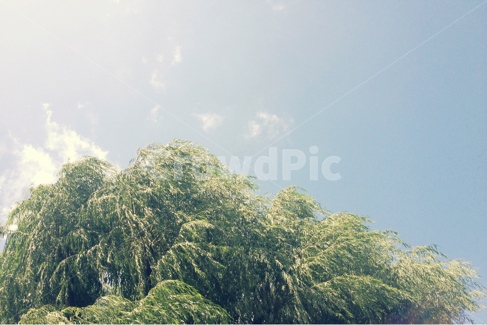 여름,바람,하늘,나무,배경,공원,산책,힐링,파란,푸른,녹색,휴식,일상,감성,summer,park,blue,green,tree,wind,구름,clound,sky,자연,풍경,nature,landscape,plant,식물